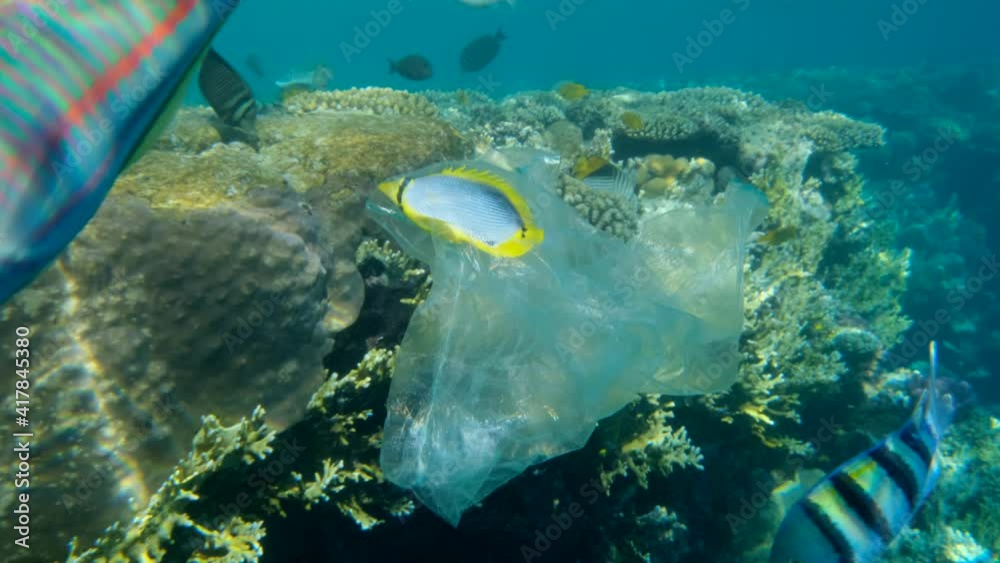 Blackback Butterflyfish trapped to the plastic bag and is trying to