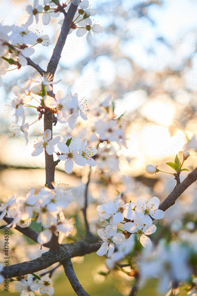 Obraz premium Spring beautiful cherry flowers close up, blurred background, selective focus