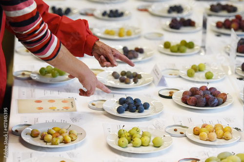 Teller mit verschiedenen Zwetschken-Sorten, Österreich, Europa - Plates with different types of plums, Austria, Europe photo