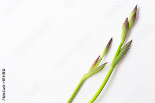 Two green sprouts from Iris flowers are on a white background. Free space for text.