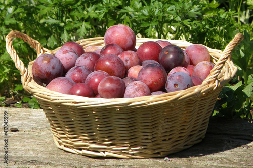 Ein Korb voller reifer Zwetschken, Österreich, Europa - A basket full of ripe plums, Austria, Europe photo