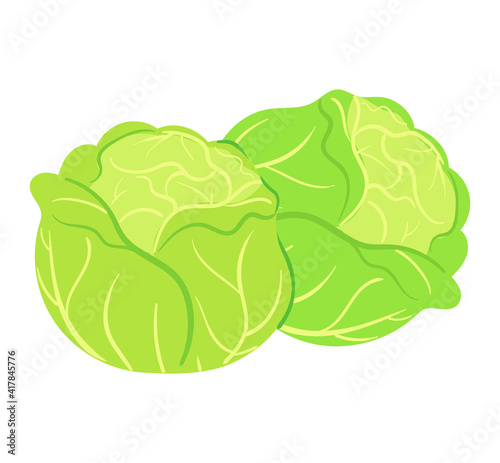 Fresh cabbage vector illustration. Illustration of eco-friendly vegetables.