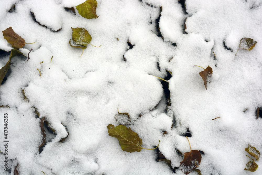 Dry autumn yellow, orange leaves fell and mixed with winter snow. Dry autumn yellow, orange leaves fell and mixed with winter snow.