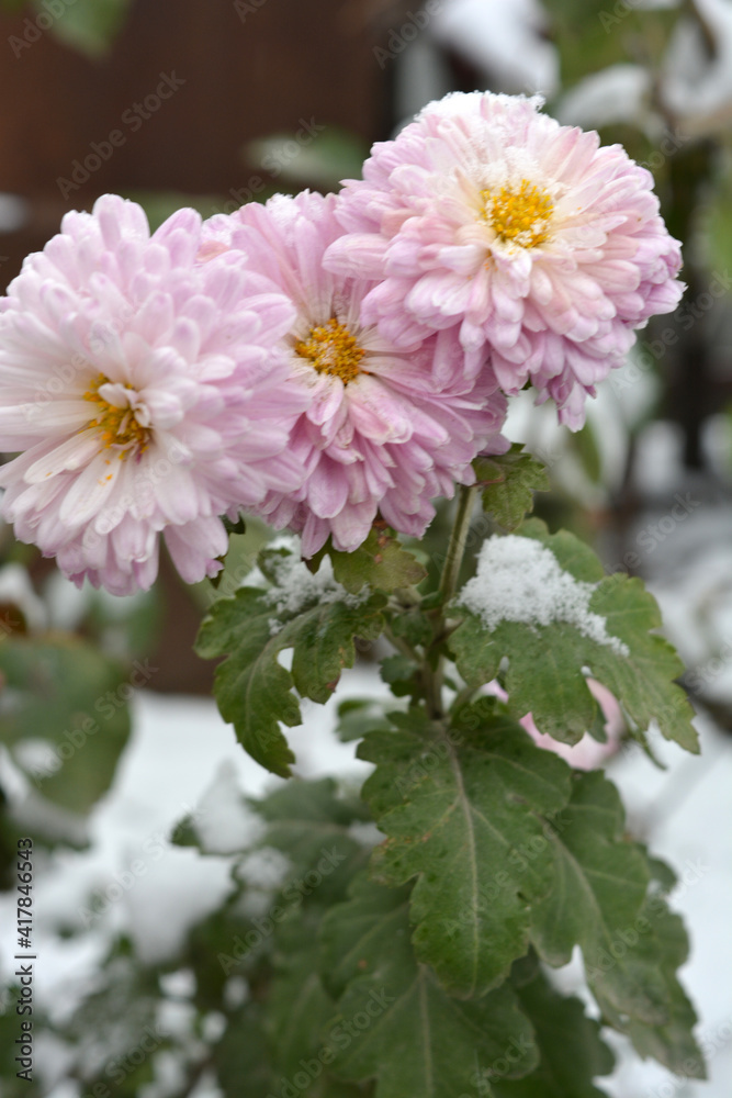 Bright gentle autumn chrysanthemum flowers on which fluffy white snow fell. 