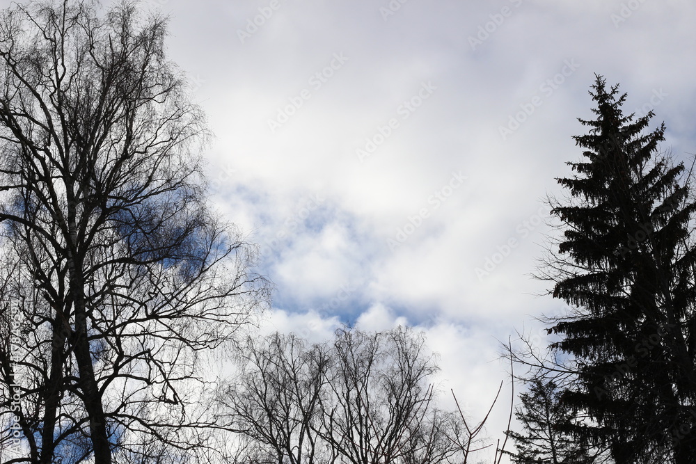 Cloudy March russian sky with blue pieces and fir, burcj trees tops Cloudy March russian sky with blue pieces and fir, burcj trees tops