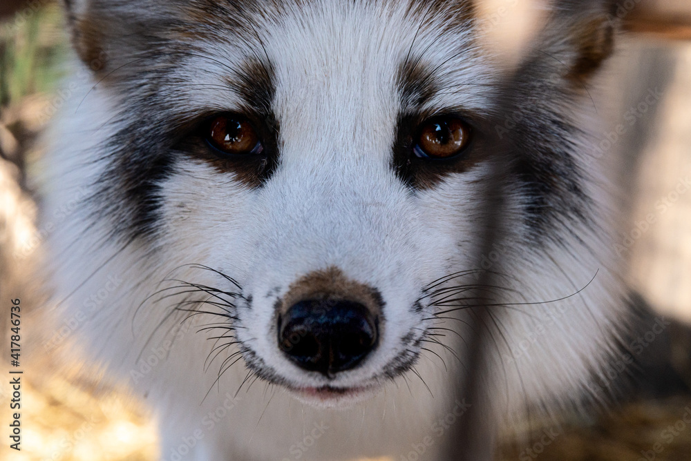 beautiful fox in the zoo