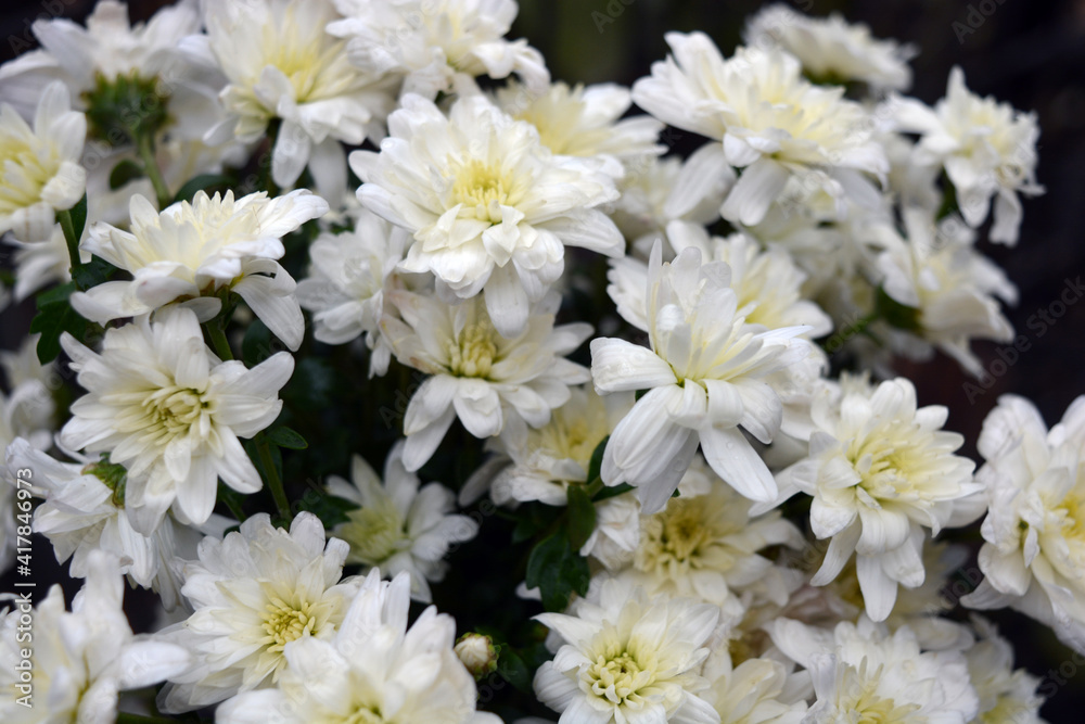 Bright beautiful autumn white fragrant flowers, white chrysanthemums located in the whole bouquet tight. Bright beautiful autumn white fragrant flowers, white chrysanthemums located in the whole bouquet tight.