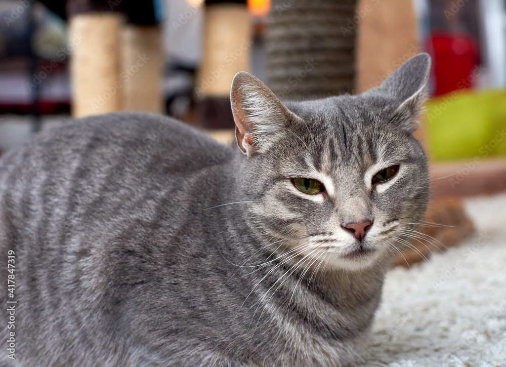 A selective focus closeup of a grey tabby cat lying on the carpet of a playroom