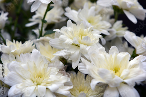 Bright beautiful autumn white fragrant flowers, white chrysanthemums located in the whole bouquet tight.  © Daria Katiukha