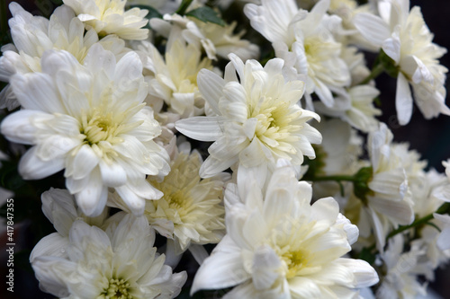 Bright beautiful autumn white fragrant flowers, white chrysanthemums located in the whole bouquet tight.  © Daria Katiukha