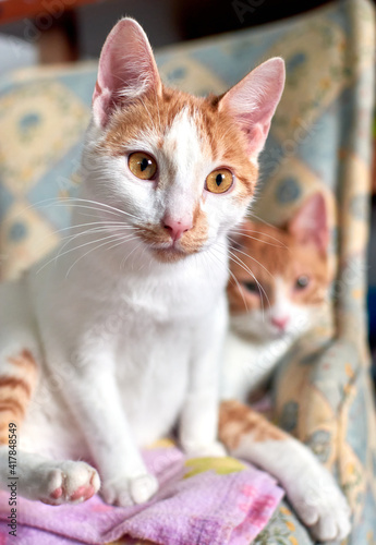 A vertical selective focus of tabby cats lying on a single chair