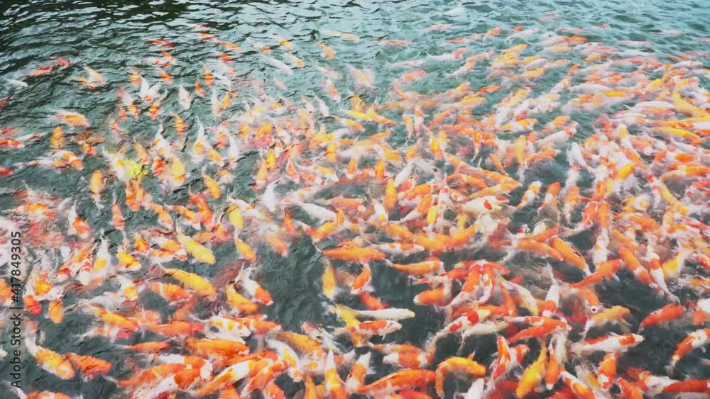 Carp or koi swim in the pond. Orange, red and yellow koi water surface ripples as koi swim in the pond. Outdoor swimming pool with various colors
Carp or koi swim in the pond. Orange, red and yellow koi water surface ripples as koi swim in the pond. Outdoor swimming pool with various colors