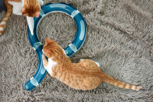 Canvas Print A top view of a cat playing with its toy