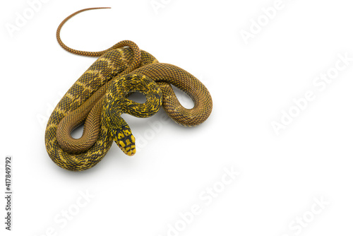 The King Rat Snake isolated on white background © Dmitry