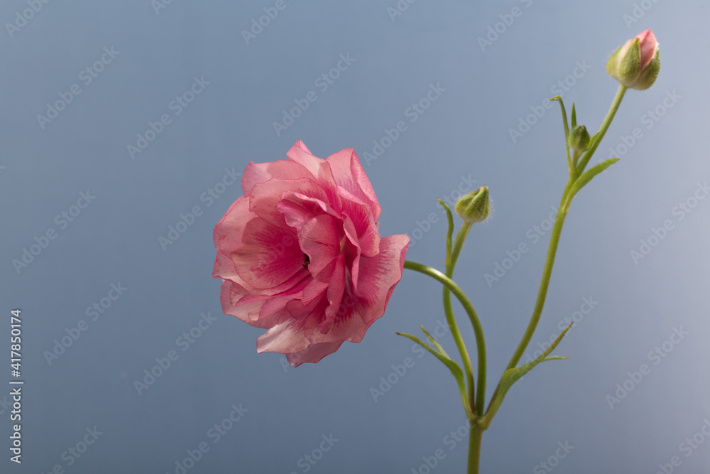 Obraz premium Bouquet of pink ranunculus in vase on blue background.