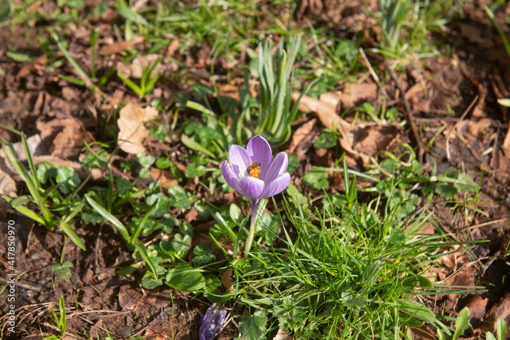 Spring Flowering Purple Crocus Flower Growing in a Meadow in Parkland in Rural Devon, England, UK Spring Flowering Purple Crocus Flower Growing in a Meadow in Parkland in Rural Devon, England, UK