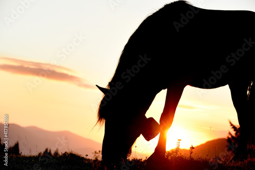 Silhouette of a horse grazing in a meadow in the dawn light in the mountains.