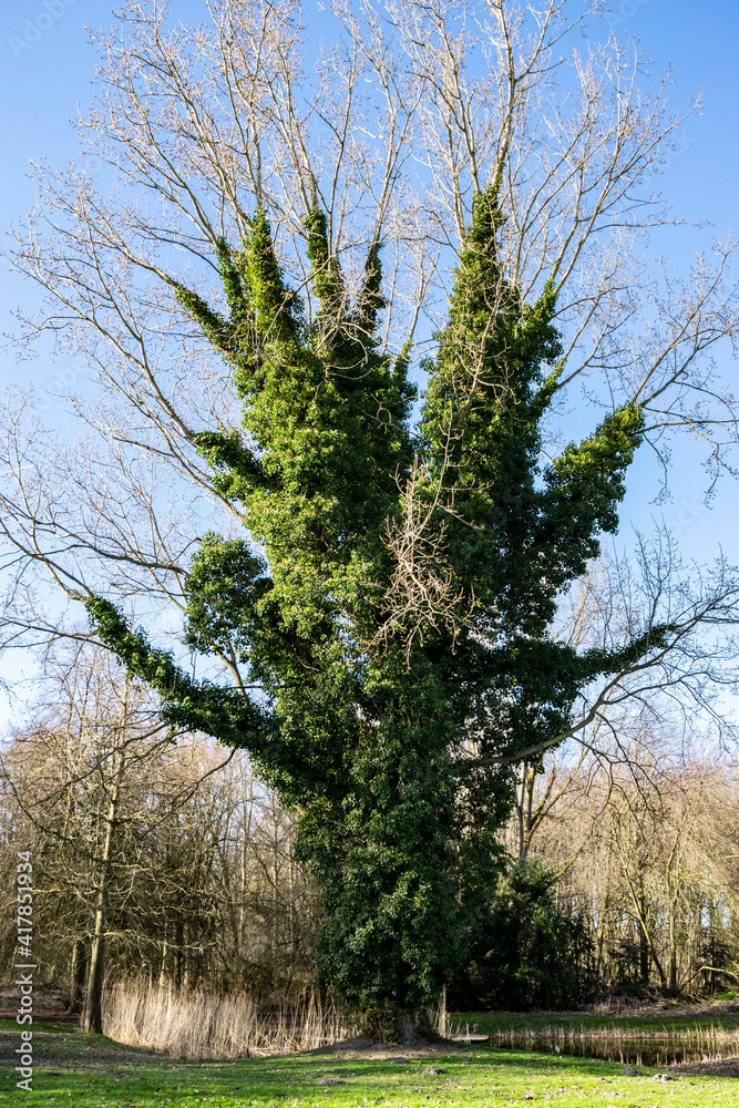 A large tree, entwined with green ivy, against the backdrop of a blue sky. Vertical landscape with a city park and a beautiful tree. Vroege Vogelbos park in Almere, Netherlands nature. A large tree, entwined with green ivy, against the backdrop of a blue sky. Vertical landscape with a city park and a beautiful tree. Vroege Vogelbos park in Almere, Netherlands nature.