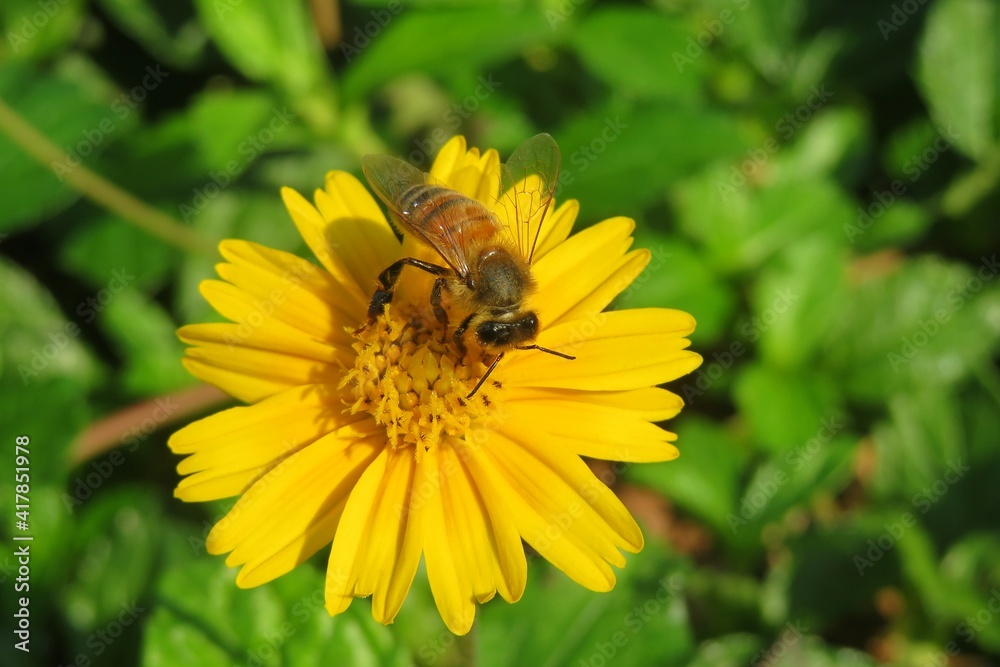 Bee on yellow sphagneticola flower in Florida nature, closeup Bee on yellow sphagneticola flower in Florida nature, closeup