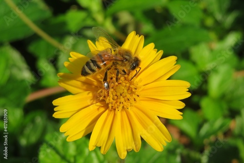 Honeybee on yellow flower in Florida nature  closeup