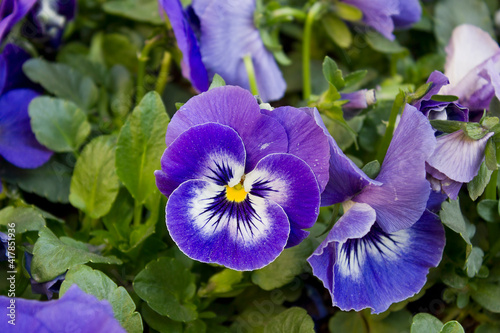 Vászonkép flowers blooming on a flower bed in the garden blue pansies close-up