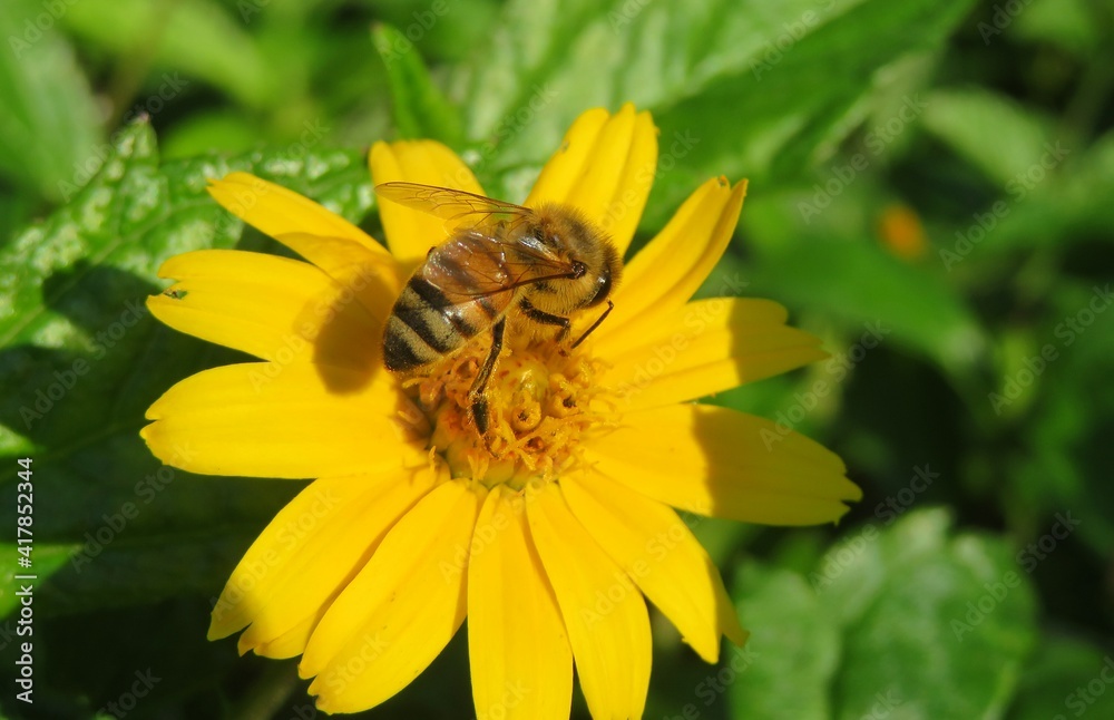 Bee on yellow flower in Florida nature, closeup Bee on yellow flower in Florida nature, closeup