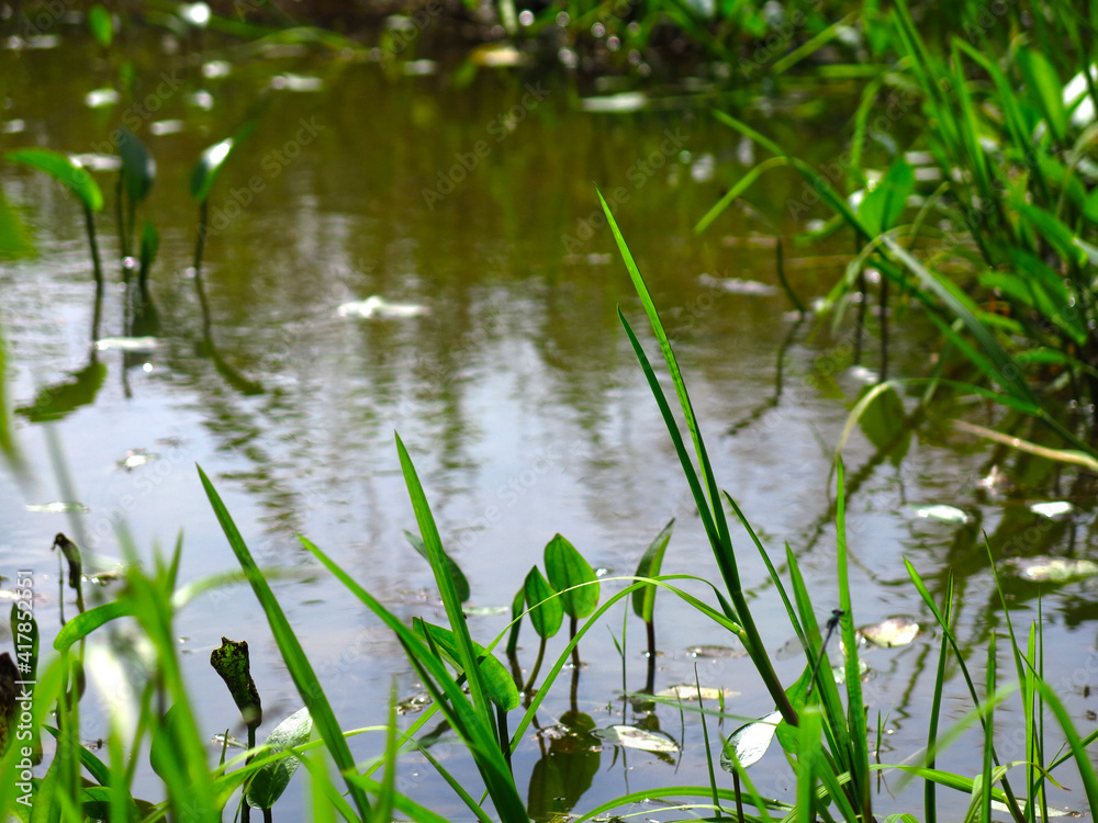 swamp in the forest in summer with water lilies swamp in the forest in summer with water lilies