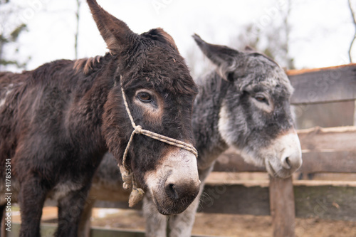 Donkey portrait outdoor at a farm with a rope harness and another donkey at background