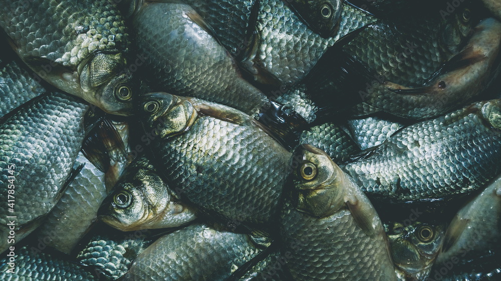 A pile of dead crucian carp in the sink. Cooking fish