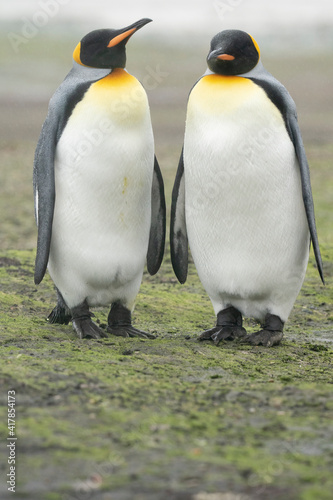 The King penguin (Aptenodytes patagonicus)