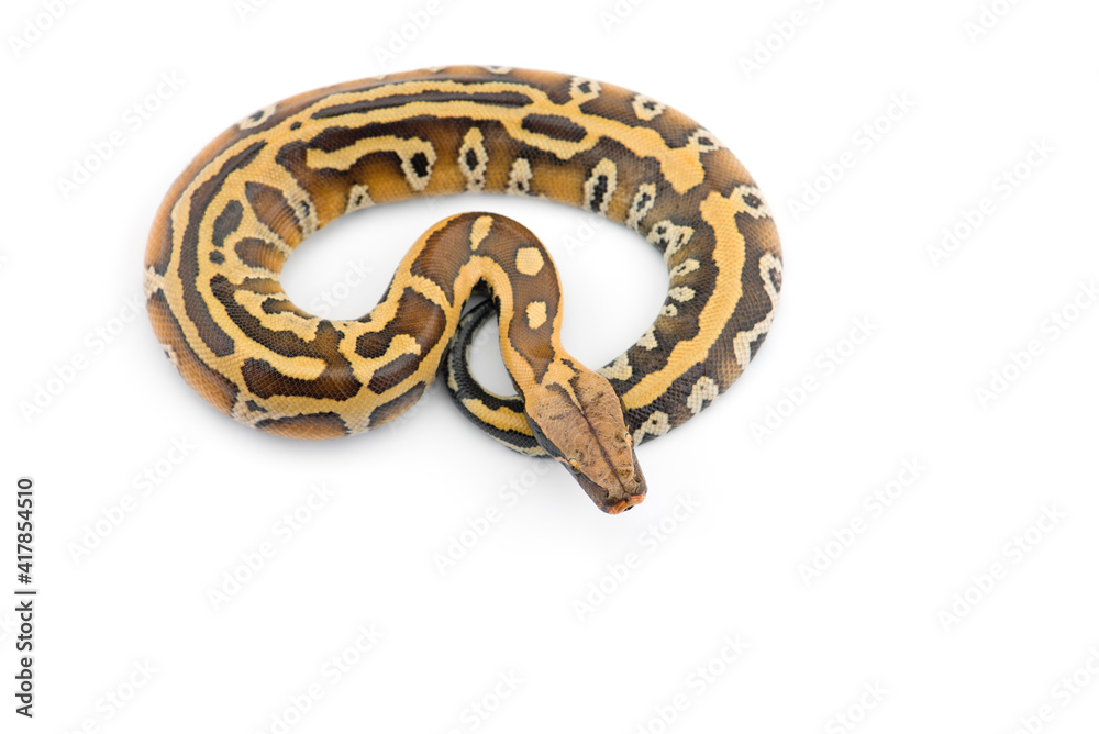 Sumatran Short Tail Python isolated on white background Sumatran Short Tail Python isolated on white background
