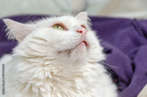 portrait of white angora cat with green eyes looking up © graziella