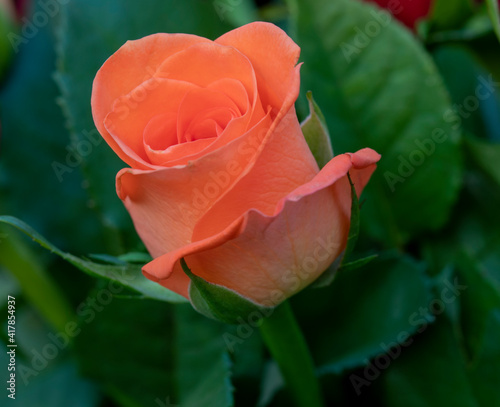 beautiful orange rose close up photo