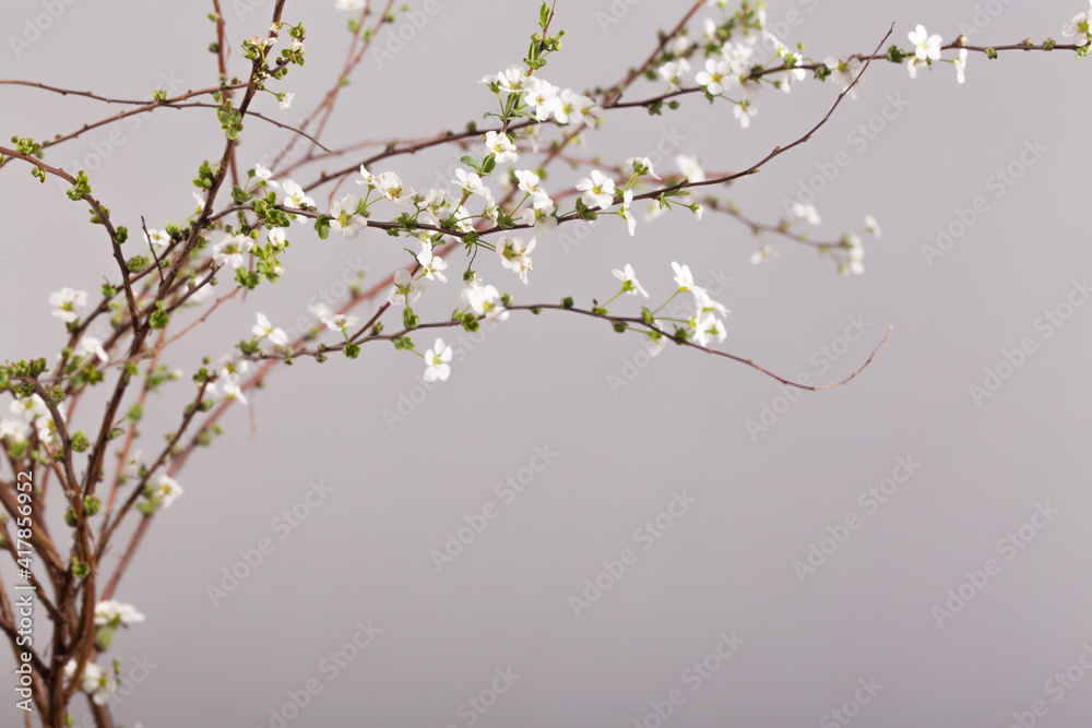 Beautiful white flowering shrub Spirea aguta. Bridal Wreath Spirea. Beautiful white flowering shrub Spirea aguta. Bridal Wreath Spirea.