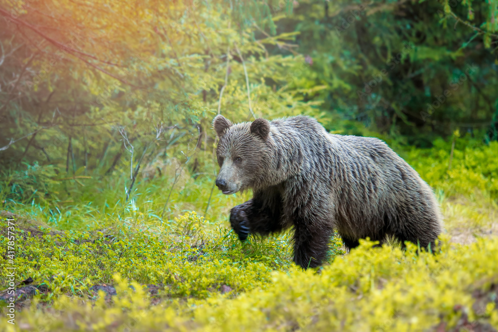 Fototapeta premium European brown bear ((Ursus arctos) walking in forest habitat. Wildliffe photography in the slovak country (Tatry)