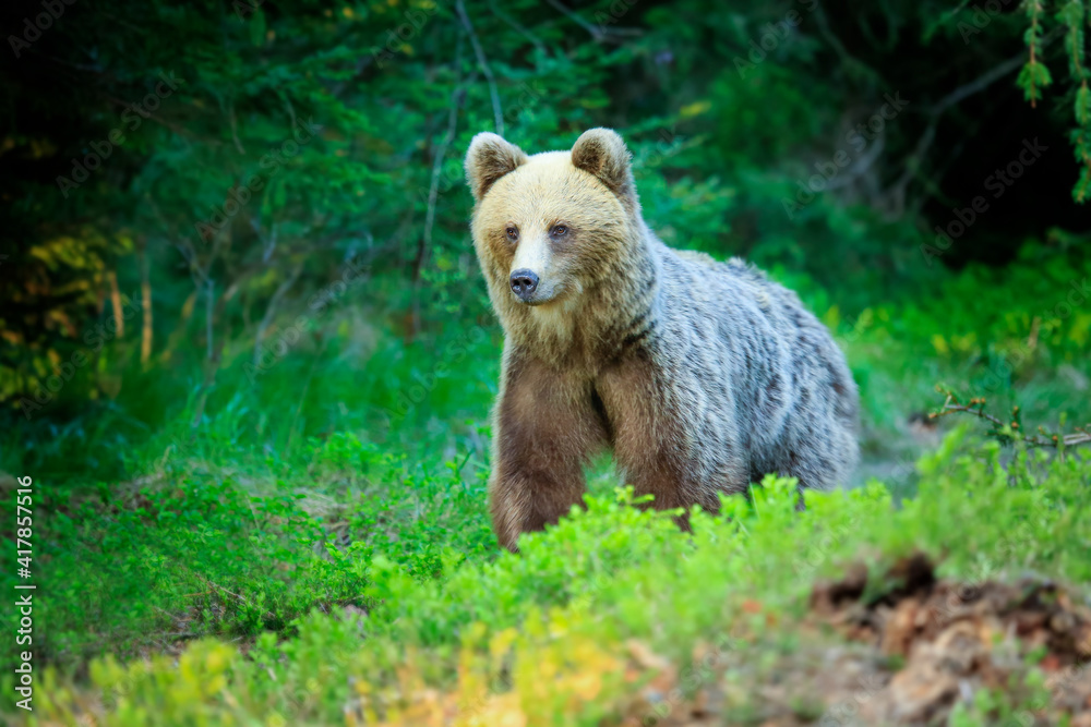 European brown bear ((Ursus arctos) walking in forest habitat. Wildliffe photography in the slovak country (Tatry) European brown bear ((Ursus arctos) walking in forest habitat. Wildliffe photography in the slovak country (Tatry)