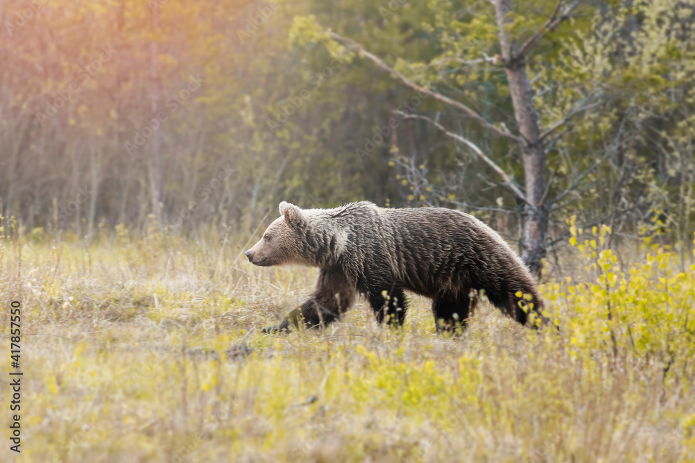 European brown bear ((Ursus arctos) walking in forest habitat. Wildliffe photography in the slovak country (Tatry)