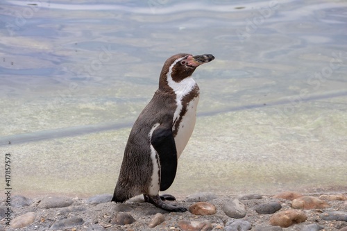 upright posture of the penguin