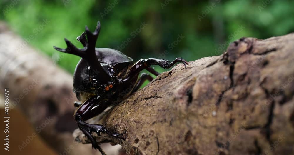 森で木にしがみ付くオスのカブトムシをビデオ撮影 森で木にしがみ付くオスのカブトムシをビデオ撮影