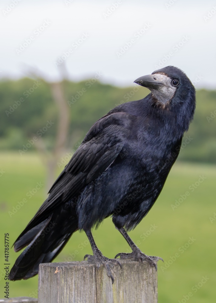 portrait of a rook corvus frugilegus perched on a fence post portrait of a rook corvus frugilegus perched on a fence post