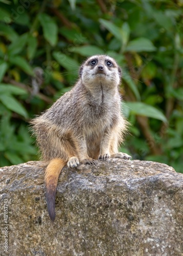 meerkat keeping watch from the top of a rock photo