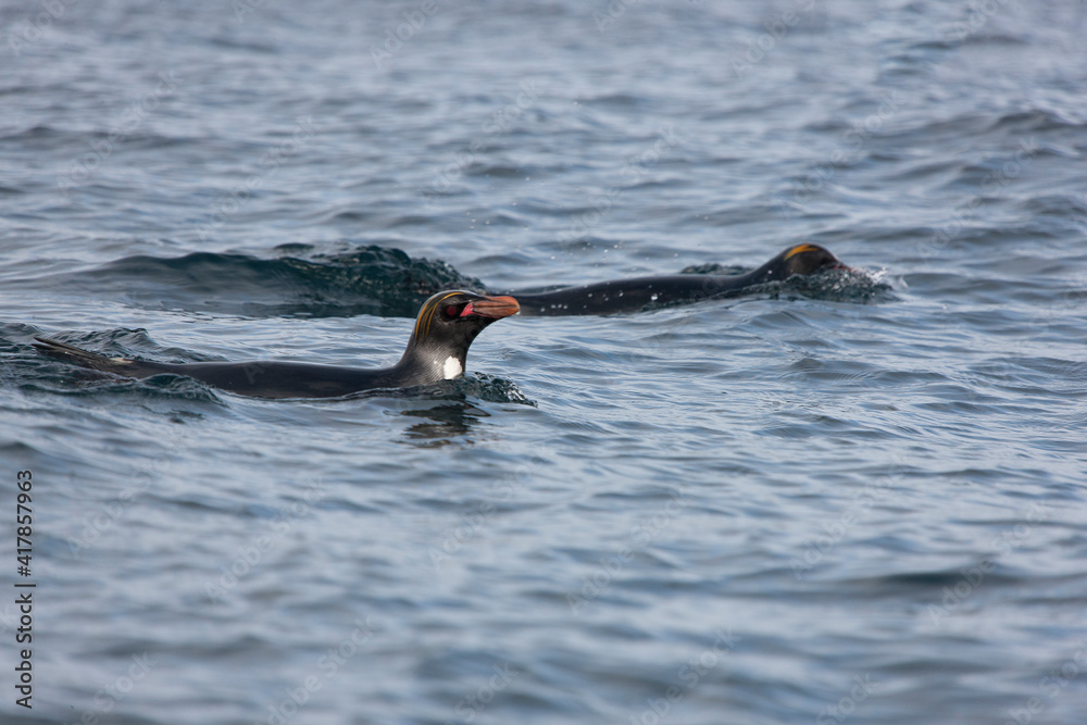Obraz premium South Georgia. Subantarctic penguin in water close up on a cloudy winter day