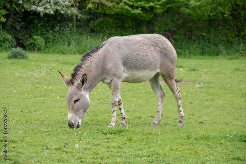 African wild donkey of African wild ass is a wild member of the horse family
