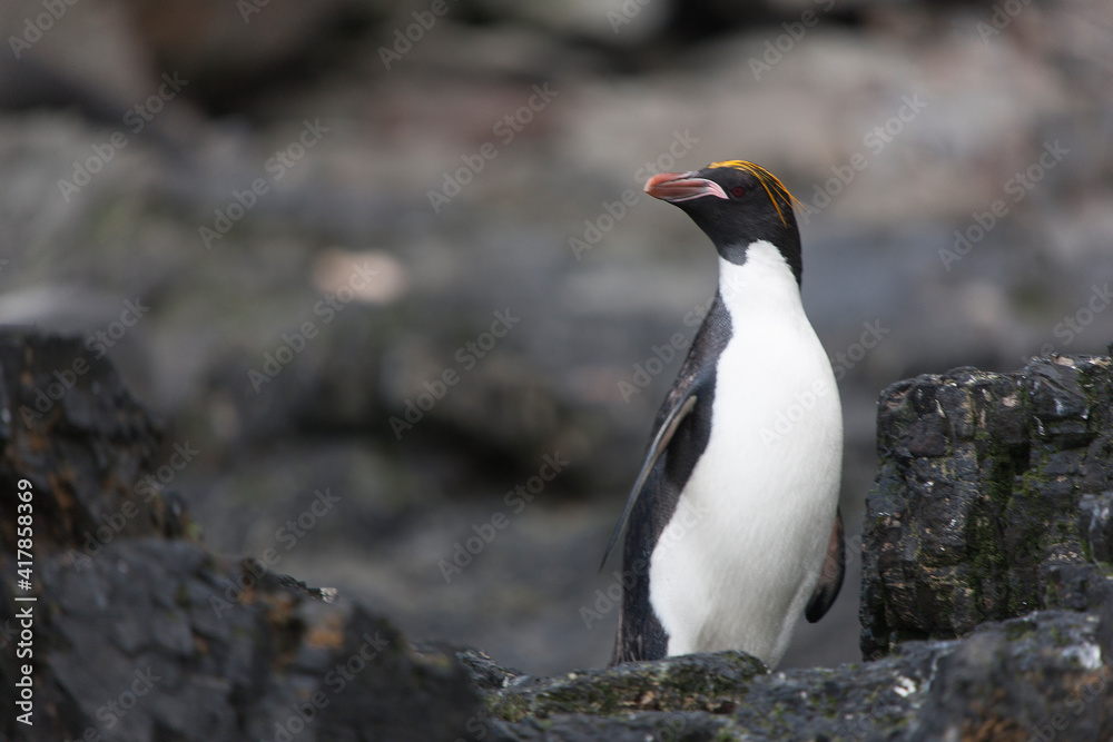Naklejka premium South Georgia. Macaroni penguin close-up on a cloudy winter day