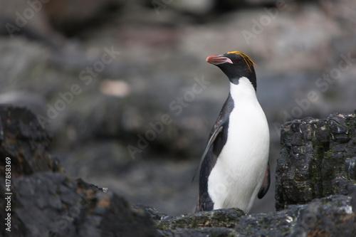 South Georgia. Macaroni penguin close-up on a cloudy winter day