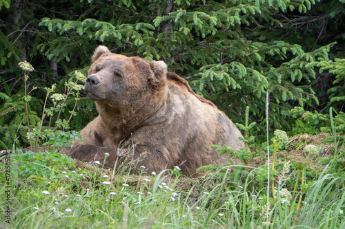 large male coastal brown bear (Ursus arctos) waking from his day bed in Lake Clark NP, Alaska