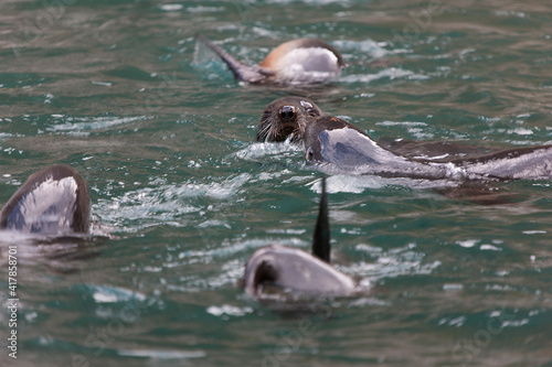 South Georgia. Sea lions in water close up on a cloudy winter day