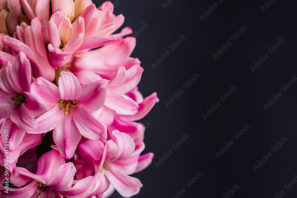 Hyacinth flower isolated on a black background. The hyacinth, with its fragrant scent, heralds the arrival of spring. Blooming Hyacinthus Isolated on black background close-up. Hyacinth flower isolated on a black background. The hyacinth, with its fragrant scent, heralds the arrival of spring. Blooming Hyacinthus Isolated on black background close-up.