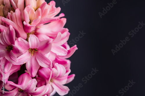 Hyacinth flower isolated on a black background. The hyacinth, with its fragra...