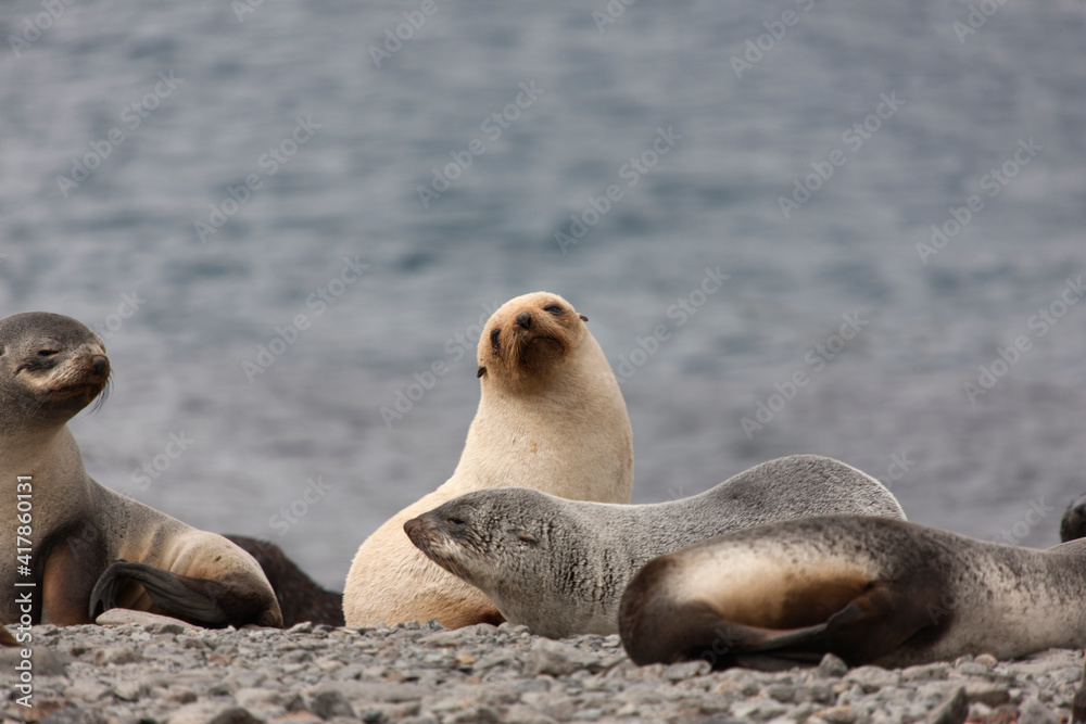 Fototapeta premium South Georgia. Close-up sea lion on a cloudy winter day